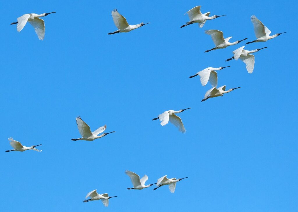 A flock of birds in flight at sunset